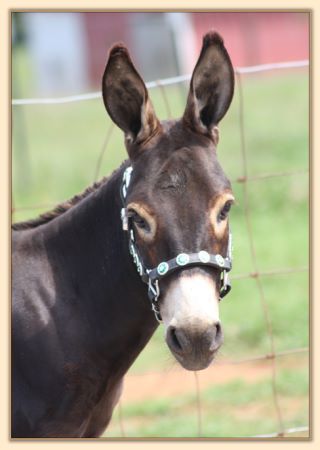 Click photo of miniature donkey to enlarge image