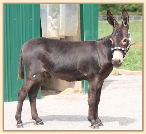Click photo of miniature donkey to enlarge image