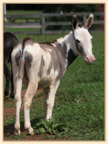 Click photo of spotted miniature donkey to enlarge