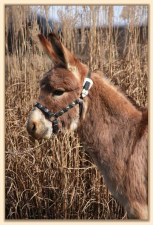 Windcrest Amber Rose, brood jennet at Half Ass Acres Miniature Donkeys