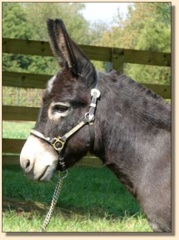 Windcrest Gidget
