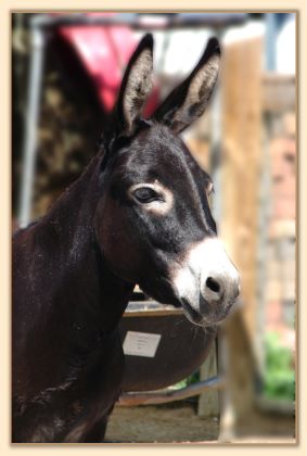 Sunset Acres Meggie Mae