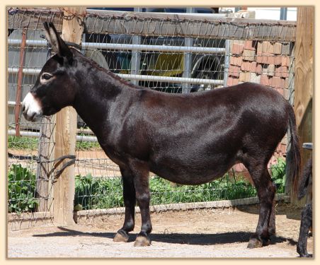 Sunset Acres Meggie Mae