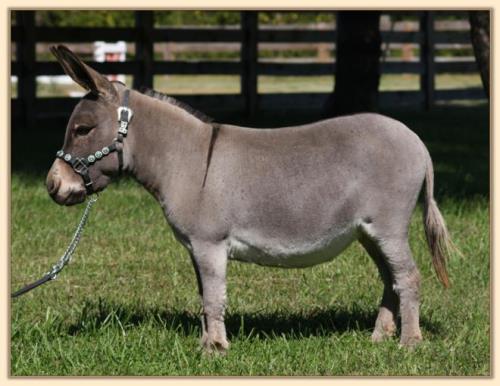 Engman's Half Ass Acres Shimmy