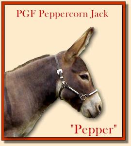 PGF Peppercorn Jack