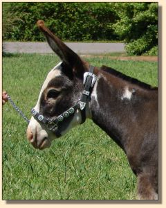 Pony-Tail on June 30th, 2008