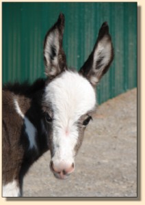 Pony-Tailed Lass