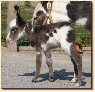 Pony-Tailed Lass