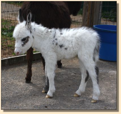 HHAA Levi, dark gray & white spotted jack