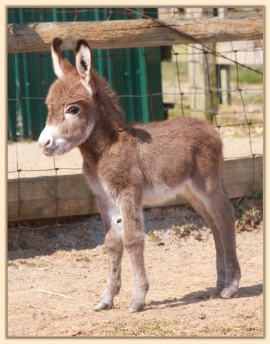 Le Roux, dark red tiny miniature donkey jack