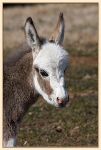 HHAA Pajama Girl, spotted jennet for sale at Half Ass Acres