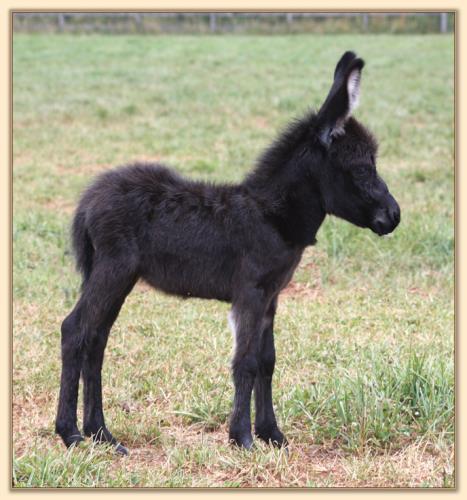 HHAA Paper Tyger, miniature donkey jennet