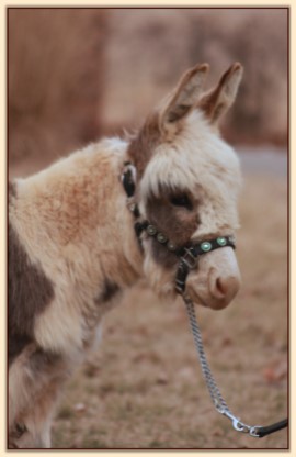 HHAA Bonafide, spotted miniature donkey gelding for sale at Half Ass Acres.