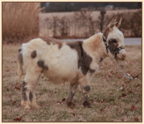 HHAA Bonafide, spotted miniature donkey gelding for sale at Half Ass Acres.