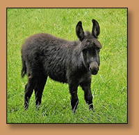 Dee's Sheez Mighty Sweet, Dark Miniature Donkey Jennet w/no light points.