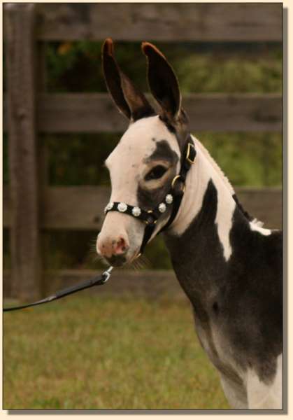 HHAA Hocus Pocus (Magic) Dark Spotted Future Brood Jennet at Half Ass Acres Miniature Donkeys