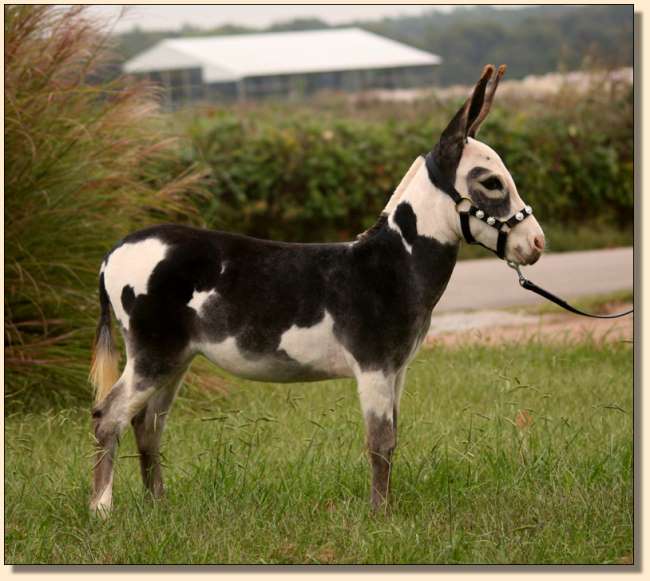 HHAA Hocus Pocus (Magic) Dark Spotted Future Brood Jennet at Half Ass Acres Miniature Donkey