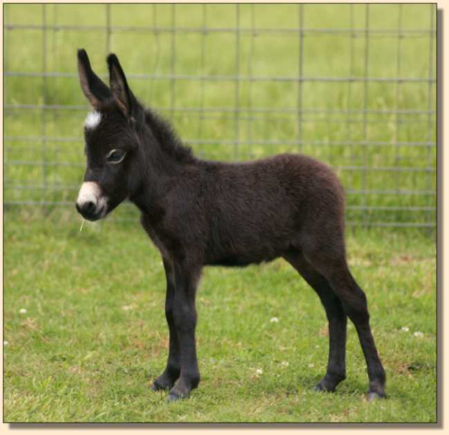 Miniature donkey for sale, HHAA Incognito (Nito)