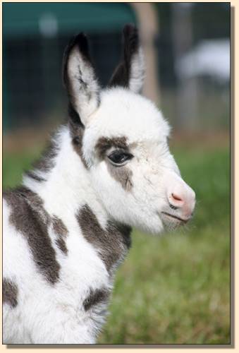 HHAA Tramp Stamp, spotted miniature donkey jennet born at Half Ass Acres Miniature Donkey Farm in Chapel Hill, Tennessee.