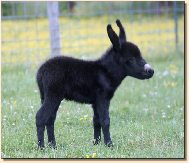 HHAA Ch Ch Ch Change, black miniature donkey foal born at Half Ass Acres.