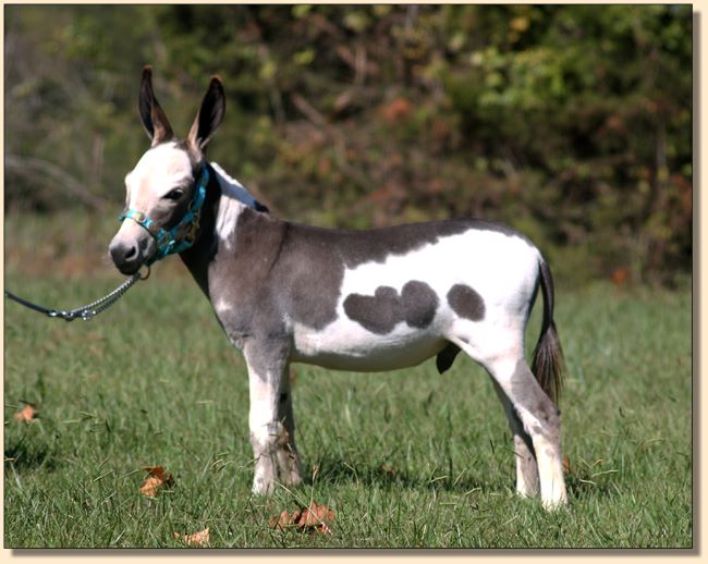 HHAA Cool Beans (Beanie), spotted herd sire prospect at Half Ass Acres