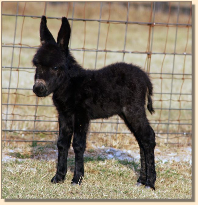 Sweet Punch's 2017 Black Jennet Foal..still unnamed.