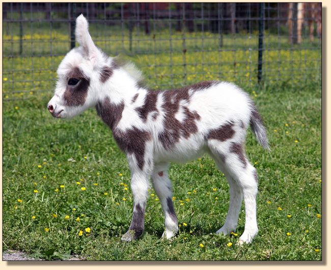 HHAA Rose Tattoo, spotted jennet at Half Ass Acres Miniature Donkeys