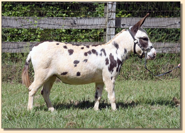 HHAA Alphabet Zoup, Tyger Spotted Miniature Donkey Jennet born at Half Ass Acres.