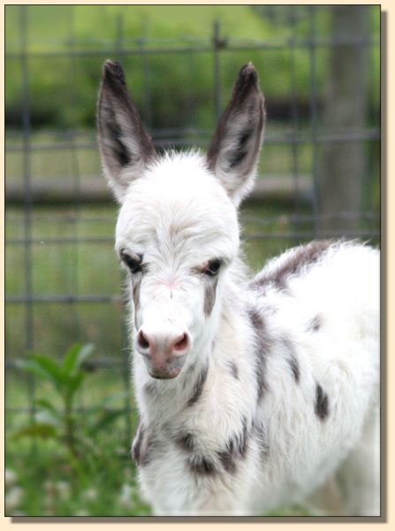 HHAA Alphabet Zoup, Tyger Spotted Miniature Donkey Jennet born at Half Ass Acres.