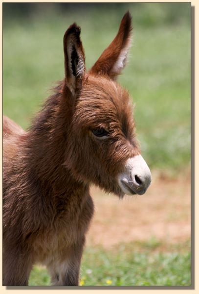 HHAA Miss Fahrenheit (Farrah), dark red miniature donkey jennet born at Half Ass Acres.