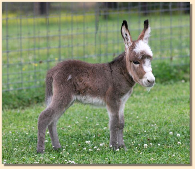 Mother Mary, newborn masked spotted miniature donkey jennet born at Half Ass Acres.