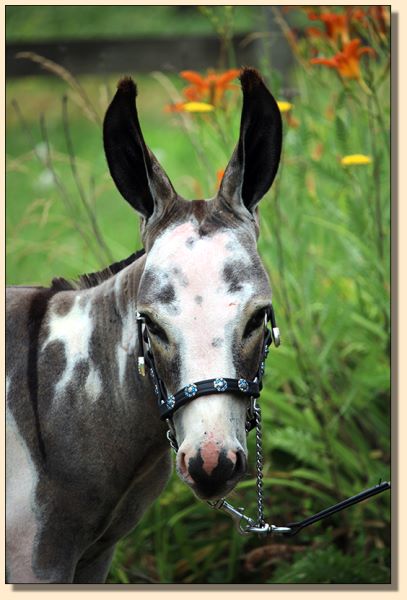 HHAA Shamy, Dark Gray and White Spotted Jack born at Half Ass Acres