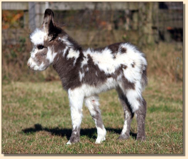 HHAA Excellente, dark spotted miniature donkey jack for sale at Half Ass Acres.