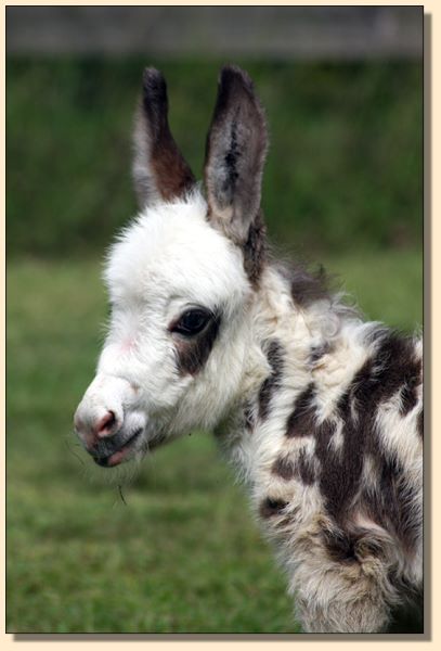 HHAA Shivers, tyger spotted miniature donkey jennet for sale at Half Ass Acres in Chapel Hill, Tennessee