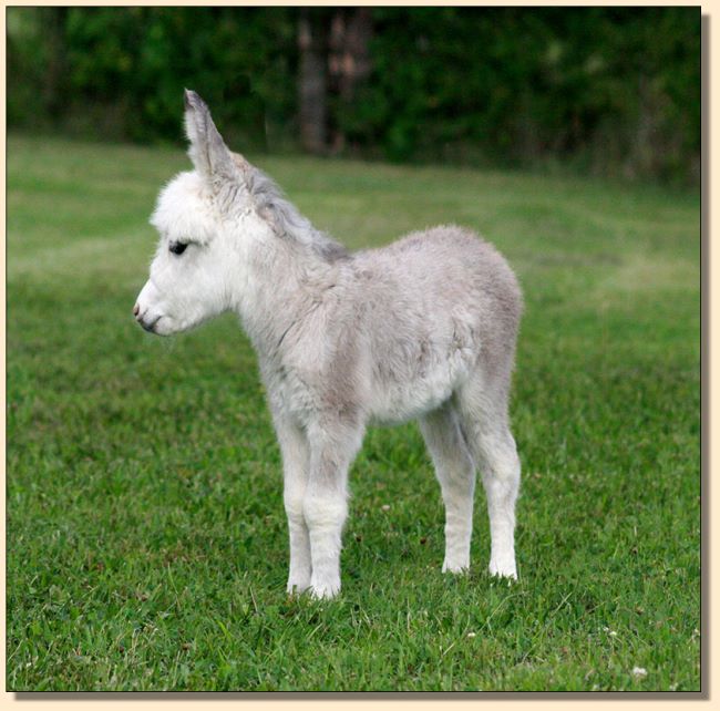 HHAA Sugar Coat, a.,.a. Shug, Frosted Spotted White Miniature Donkey Jennet for sale at Half Ass Acres in Chapel Hill, Tennessee.