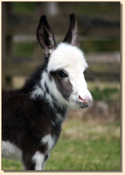 HHAA Billions, black and white spotted miniature donkey jack born at Half Ass Acres Miniature Donkeys in Chapel Hill,  Tennessee.