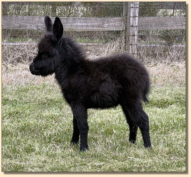 HHAA Milky Way (Yummy), Black miniature donkey jennet for sale at Half Ass Acres.