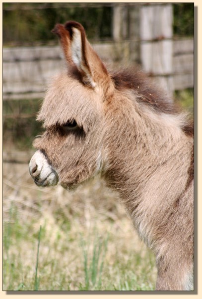 HHAA Comin' in Hot (Moose), light red miniature donkey jack born at Half Ass Acres in Chapel Hill, Tennessee.