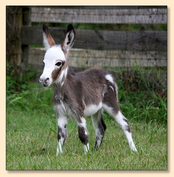 HHAA Glass Slipper, a.k.a. Cinder, Dark Spotted Jennet at Half Ass Acres Miniature Donkeys in Chapel Hill, Tennessee.