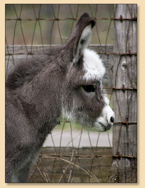 Dee's Little Miss Much, dark spotted miniature donkey jennet