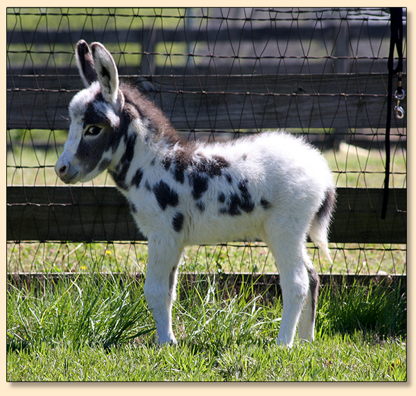 Dee's Little Much More (Morris), tyger spotted gelding prospect.