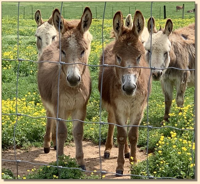 Rosanna on left ~ Everly on right - miniature donkey red yearling 