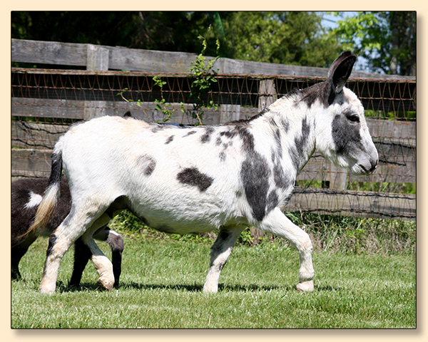 KZ Bridgette Bardo, dark spotted jennet for sale at Half Ass Acres.