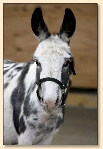 KZ Bridgette Bardo, dark spotted jennet for sale at Half Ass Acres.