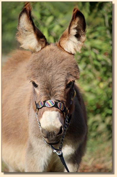 TakinCareofBusiness (Buzz), gray gelding miniature donkey for sale