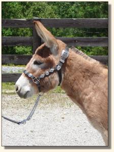 Click photo of miniature donkey to enlarge image