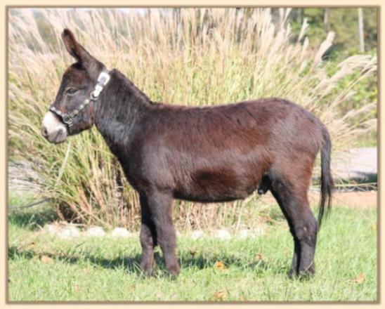 Dan D Lion, black miniature donkey gelding for sale