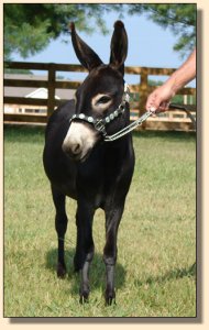 miniature donkey