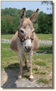 Click photo of miniature donkey to enlarge image