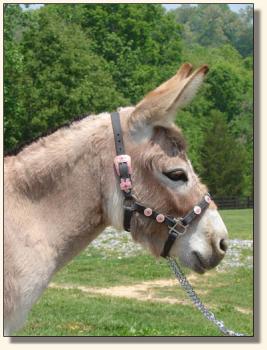 Click photo of miniature donkey to enlarge image